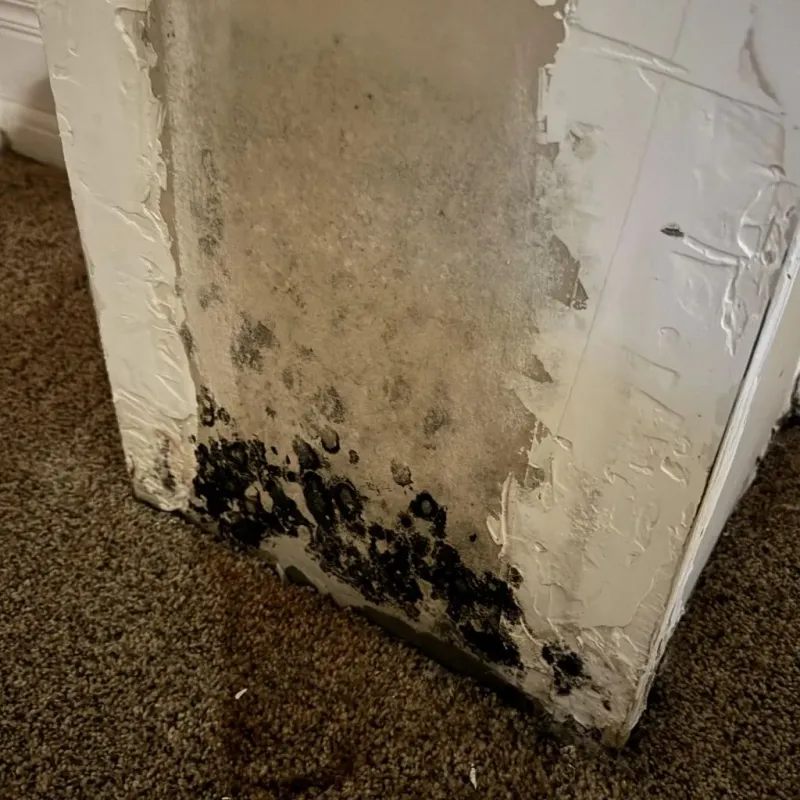 Professional Mold Removal in East Bangor, PA